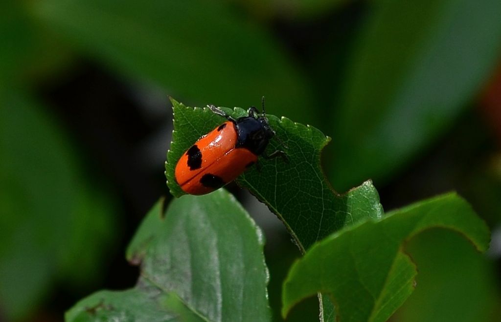 Coleoptera da determinare-2 ? - Clytra laeviuscula (cfr.)